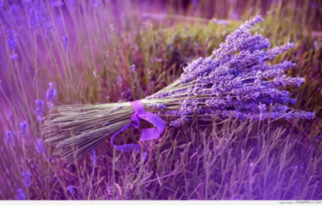 QUÁ TRÌNH SẢN XUẤT NƯỚC HOA CỦA CÁC HÀNG HIỆU NỔI TIẾNG